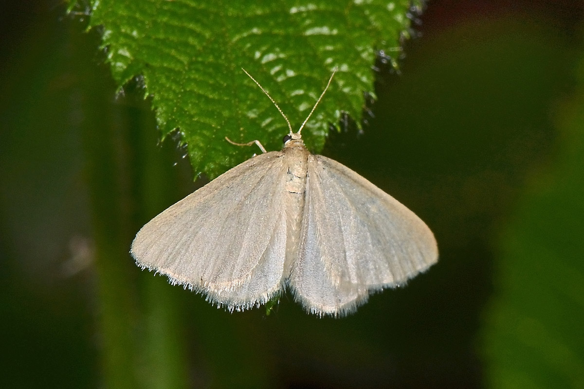 Geometridae? S, Minoa murinata